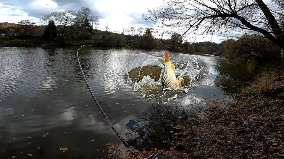 Bluegill  Largemouth Bass Fishing