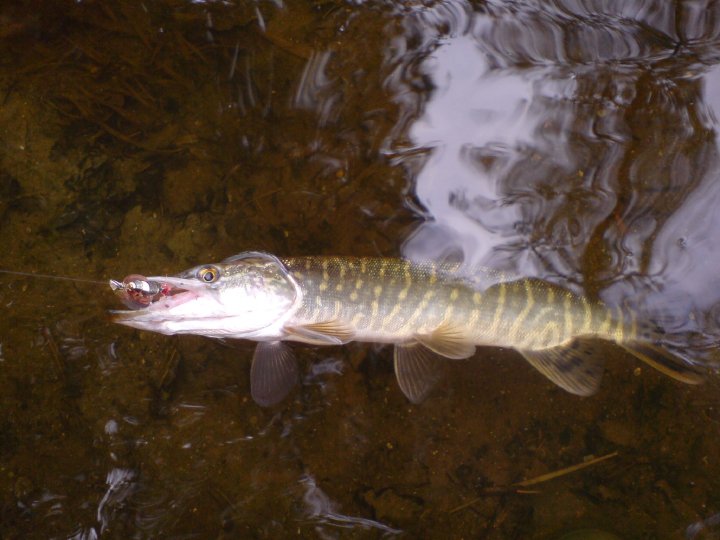 Štika
