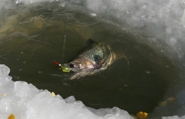 zimní rybaření