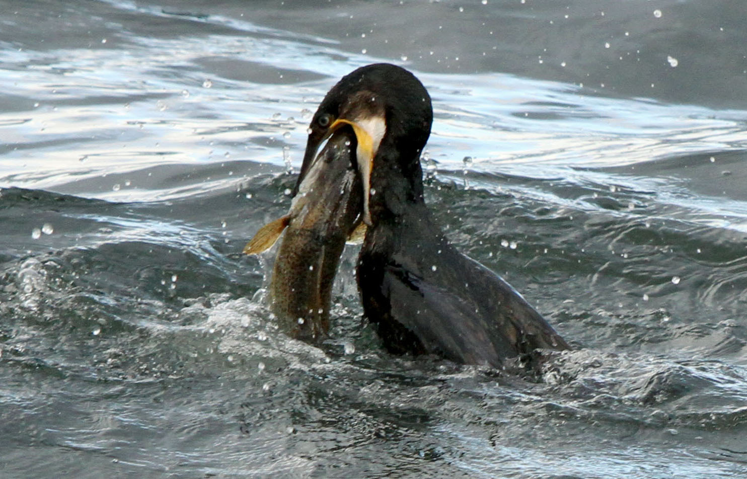 kormorán loví rybu