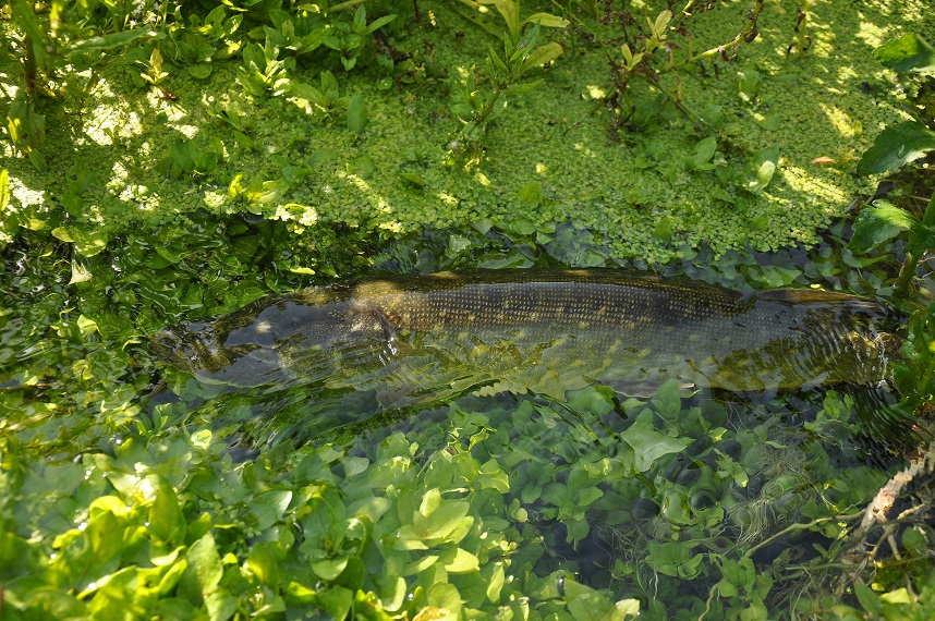 maskovaná štika