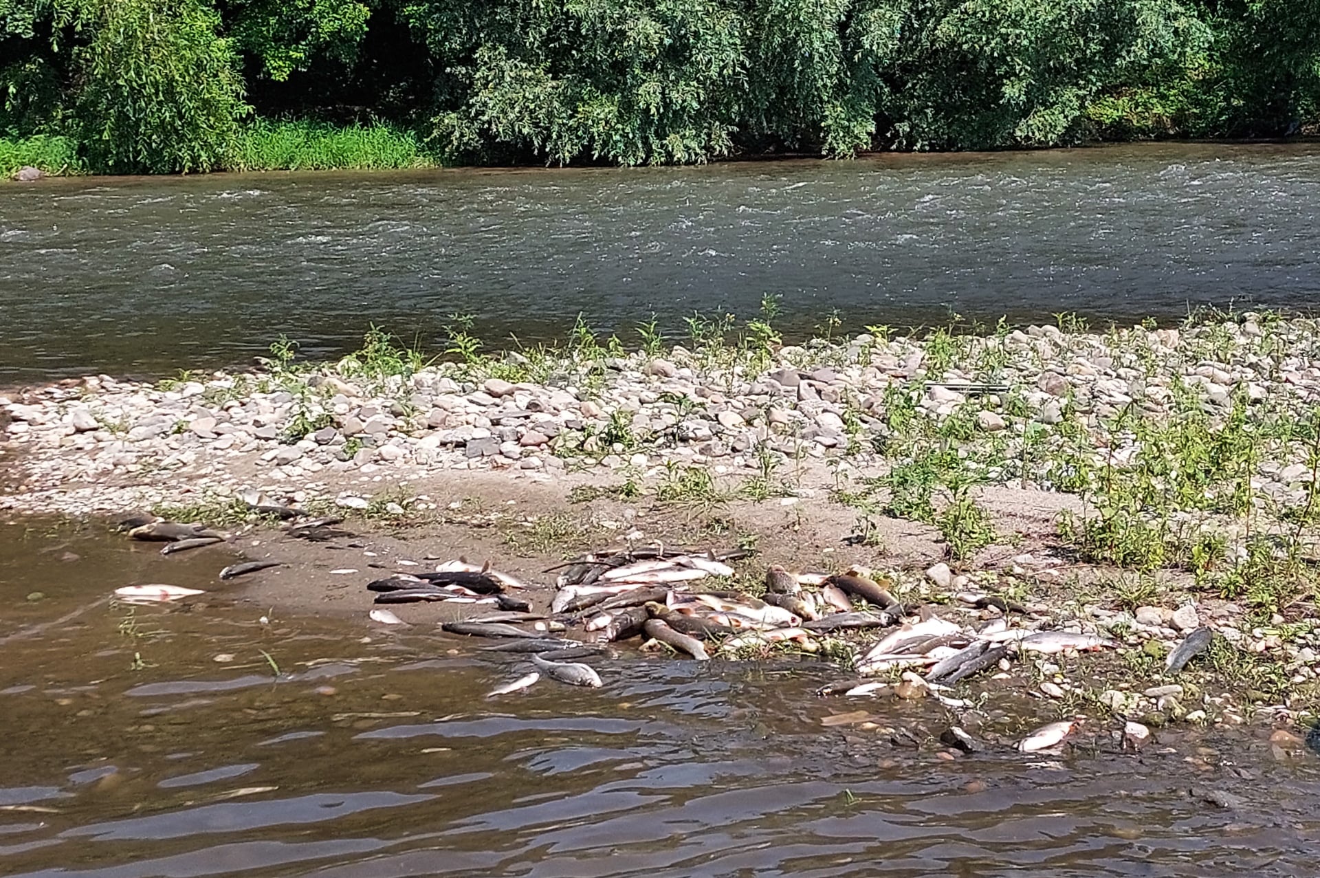 otrávená řeka