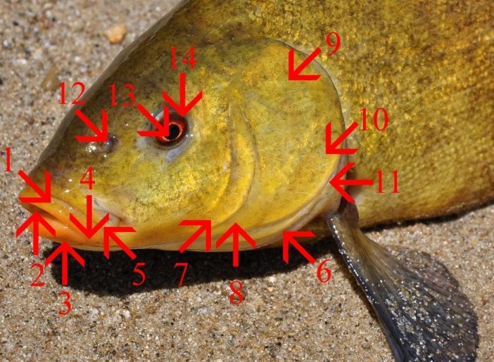 vnější znaky ryb