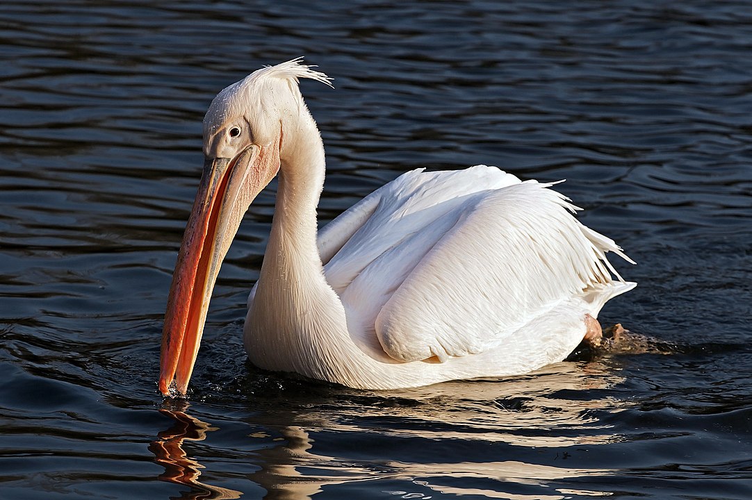 pelikán bílý