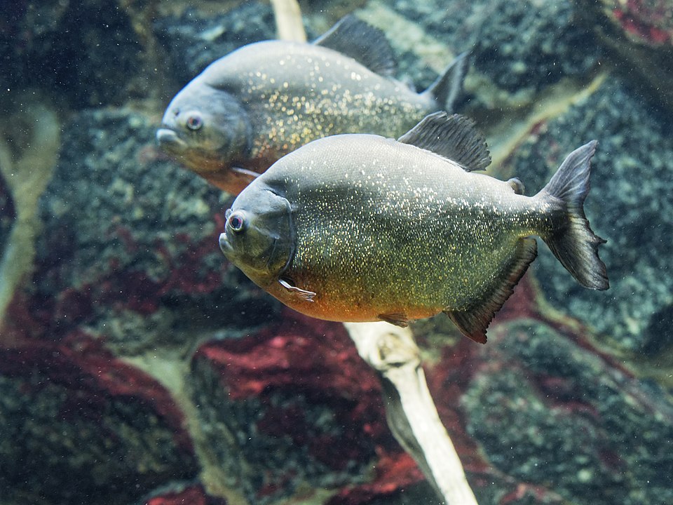 piraně