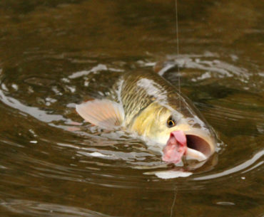 tloušť
