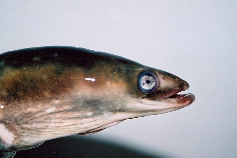 úhoř