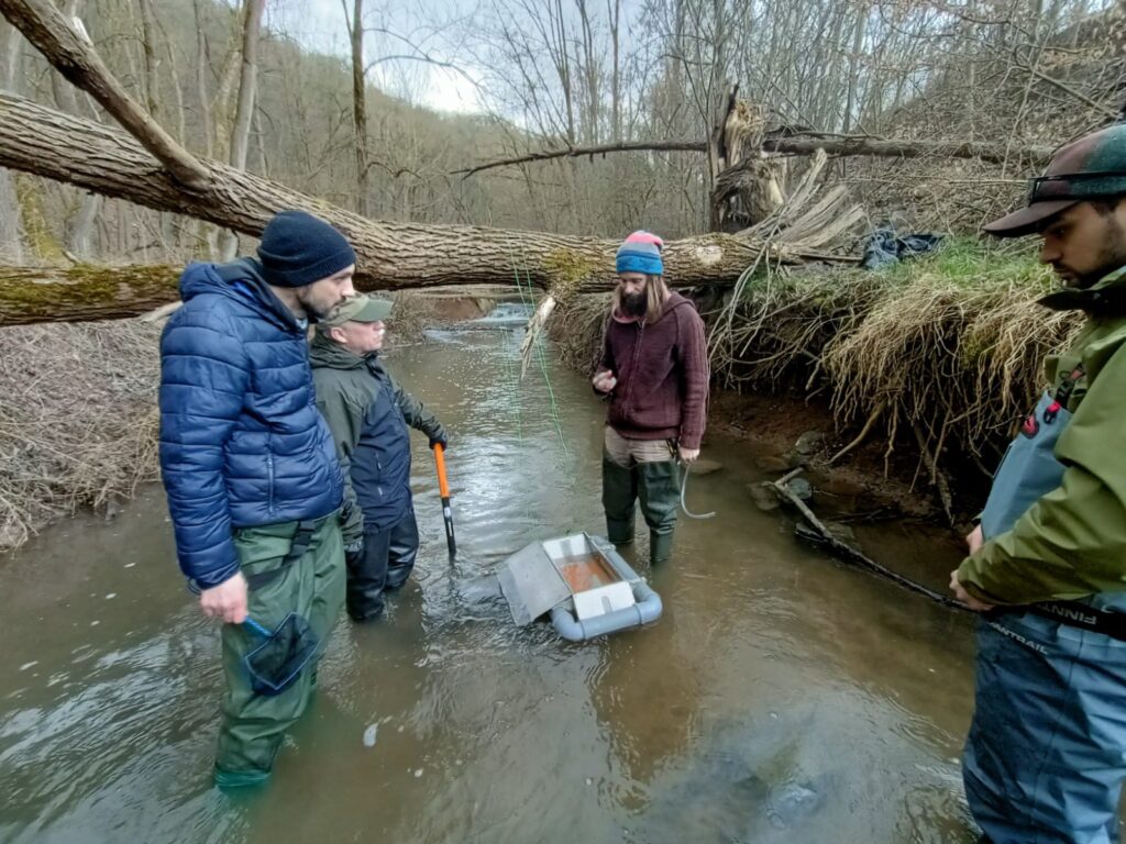 vysazování ryb