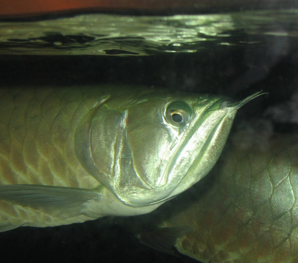 Arowana dvojvousá