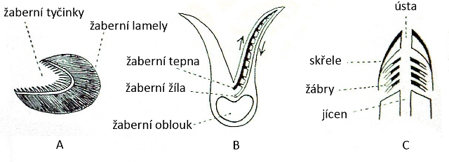 žaberní aparát