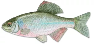 Obrázek ryby