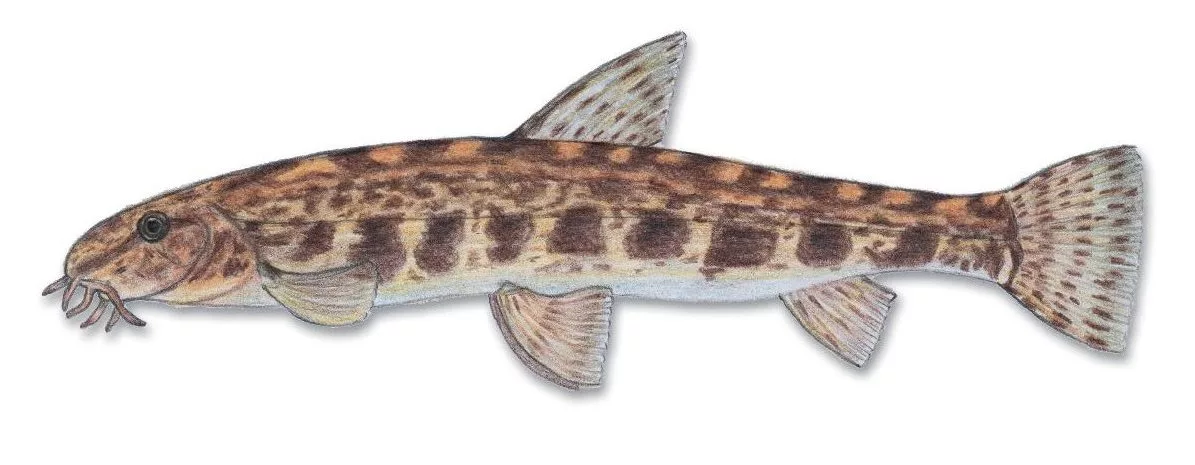 Obrázek ryby