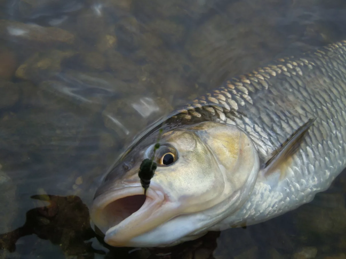 tloušť