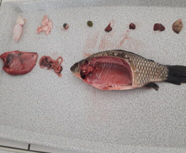 anatomie ryb