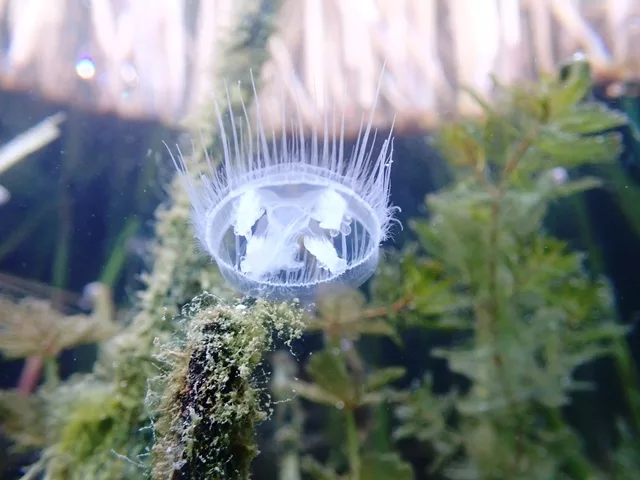 medúzka