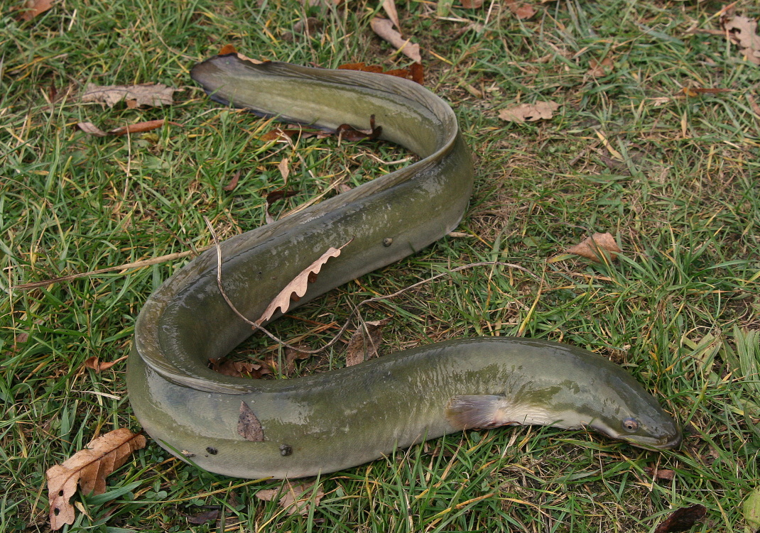 úhoř